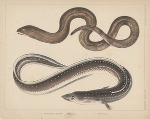 1. Muraena Kidako ، 2. أنغيلا ، 1855